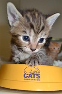 kitten  with feeding dish